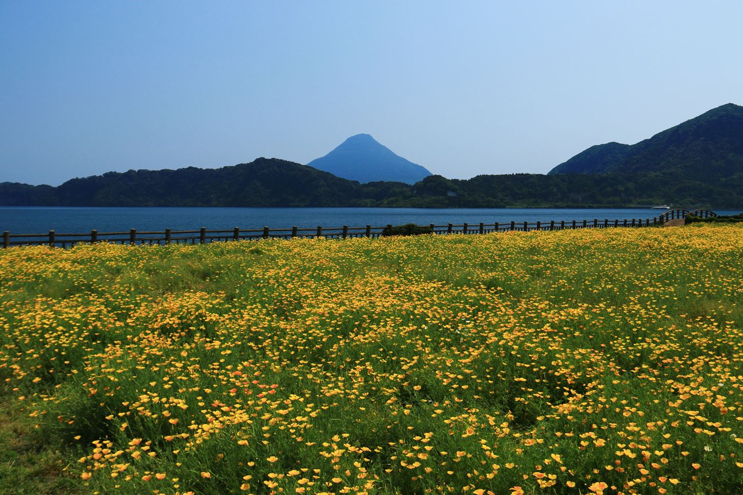 In the city of Ibusuki in the southern part of Kagoshima Prefecture, the rape blossoms begin to bloom in mid-December every year, creating a beautiful contrast with Mt. Kaimon, which is shaped like Mt. Fuji. =Shutterstock