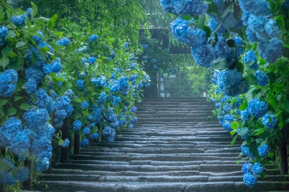 Beautiful Hydrangea Scenery in Japan