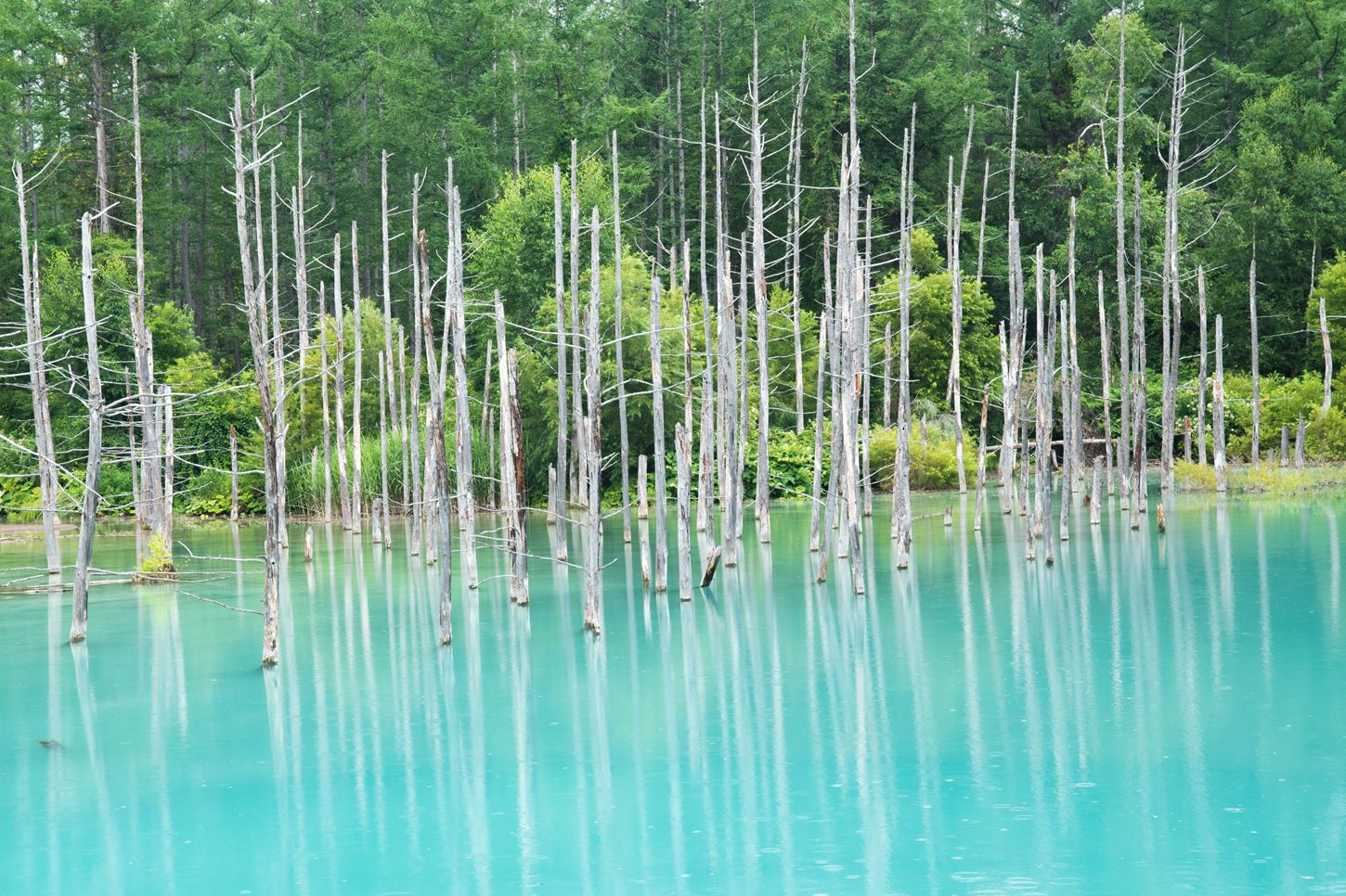 Video: Four Seasons of Blue Pond, a popular sightseeing spot in Hokkaido