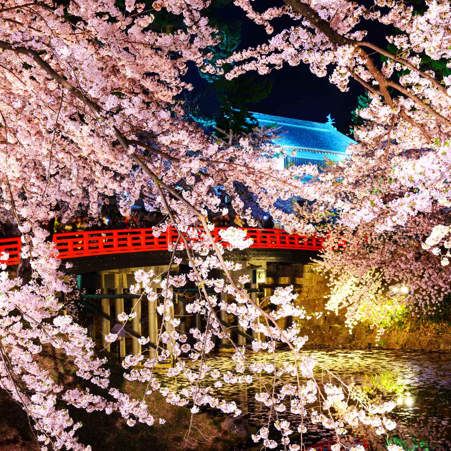 Video: Night view of cherry blossoms at Hirosaki Castle