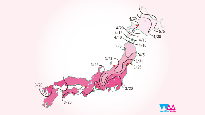 the forecast of cherry blossoms in Japan for this year, 2023.